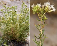 Ericameria albida