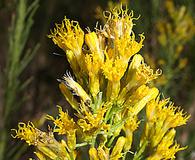 Ericameria paniculata