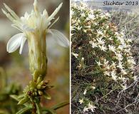 Ericameria resinosa