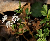 Erigenia bulbosa