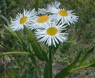 Erigeron annuus