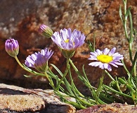 Erigeron arenarioides