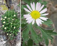 Erigeron basalticus