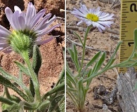 Erigeron bellidiastrum