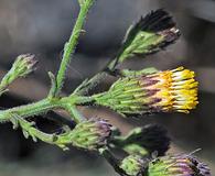 Erigeron biolettii