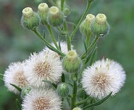 Erigeron bonariensis