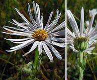 Erigeron caespitosus