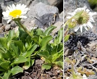 Erigeron cascadensis