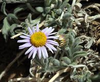 Erigeron clokeyi