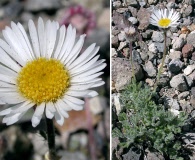 Erigeron compositus