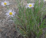 Erigeron corymbosus