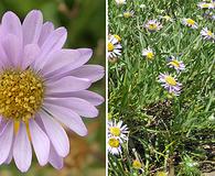 Erigeron decumbens