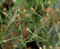 Erigeron divaricatus