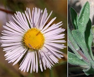 Erigeron divergens