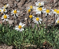 Erigeron eatonii