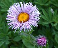 Erigeron elatior