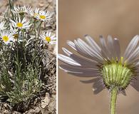 Erigeron engelmannii