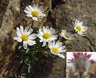 Erigeron evermannii