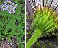 Erigeron eximius