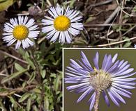 Erigeron flagellaris