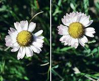 Erigeron flettii