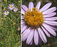 Erigeron foliosus