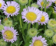 Erigeron glaucus