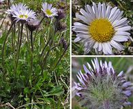 Erigeron grandiflorus