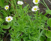 Erigeron hyssopifolius