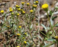 Erigeron inornatus