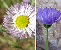 Erigeron lobatus