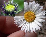 Erigeron melanocephalus