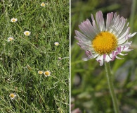 Erigeron modestus