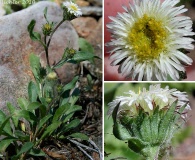 Erigeron nivalis