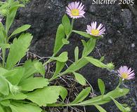 Erigeron oreganus