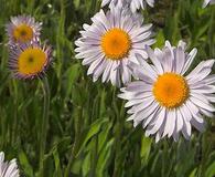 Erigeron peregrinus