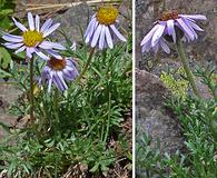 Erigeron pinnatisectus