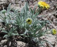 Erigeron piperianus