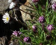 Erigeron purpuratus