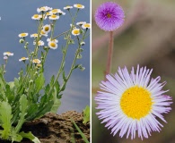 Erigeron quercifolius