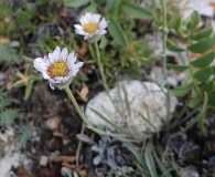 Erigeron radicatus