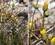 Erigeron reductus