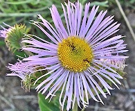 Erigeron speciosus