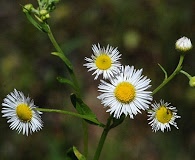 Erigeron strigosus