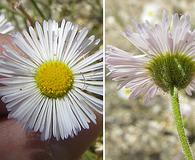 Erigeron tracyi