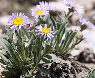 Erigeron ursinus