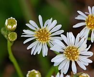 Erigeron vernus