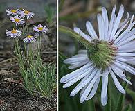 Erigeron vetensis