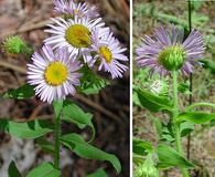 Erigeron vreelandii