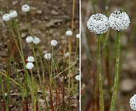 Eriocaulon aquaticum